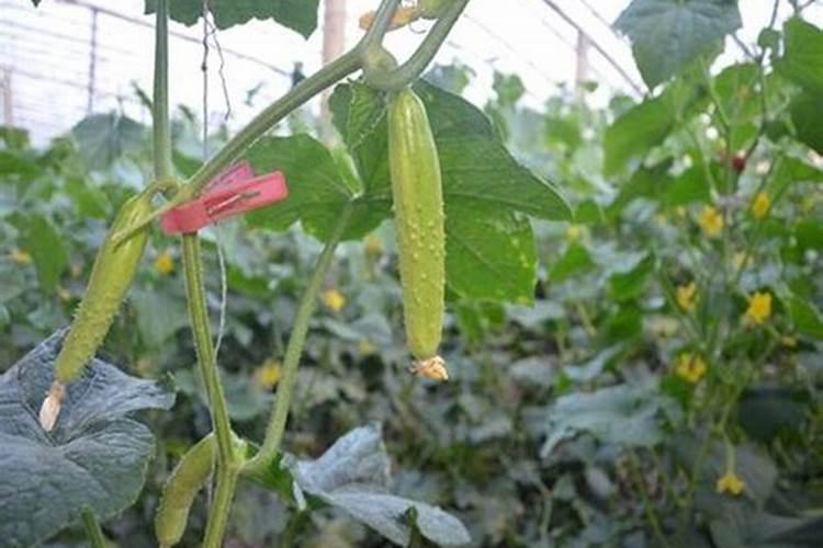 黄瓜西红柿开花期需要施什么肥