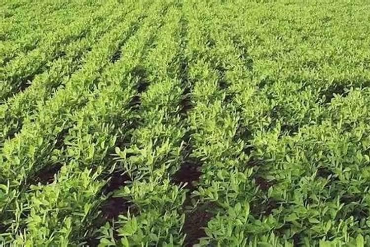 茉莉花追肥用什么肥料好