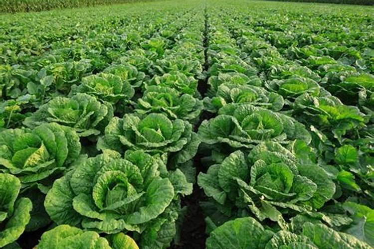 芹菜打什么叶面肥？施肥的最佳时间是什么时候？