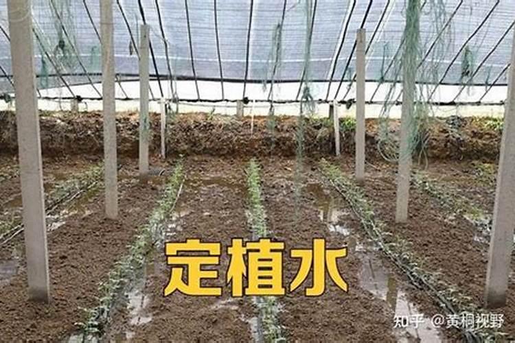 草莓苗的定根水可以浇生根肥吗？