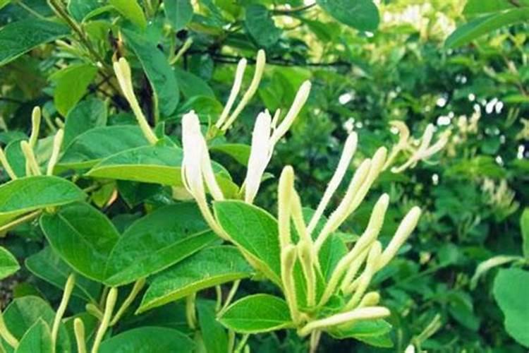 冬季金银花施肥方法 冬季金银花如何施肥
