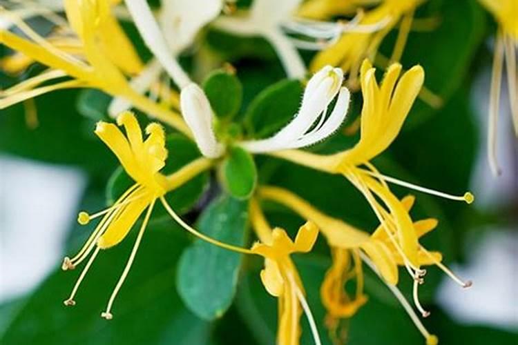 金银花一年四季应该如何施肥？