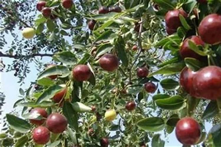 枣树可以喷尿素化肥么