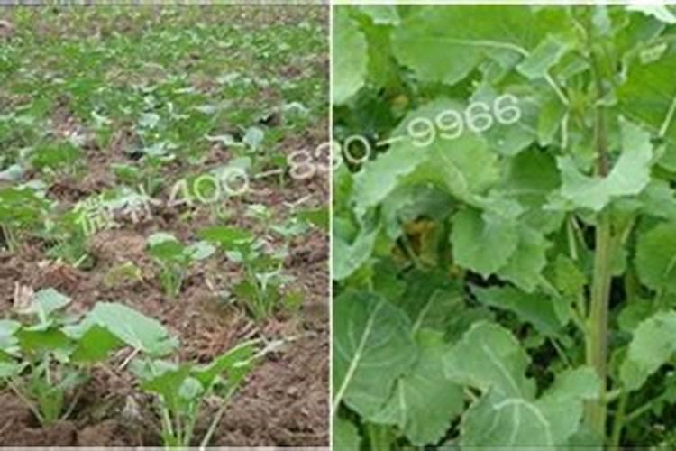 种植油菜为什么要施硼肥 油菜啥时候施硼肥好
