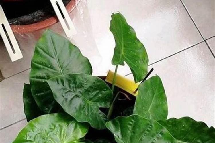 滴水观音浇什么肥料合适