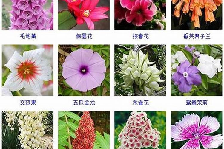 氮肥适合浇什么花