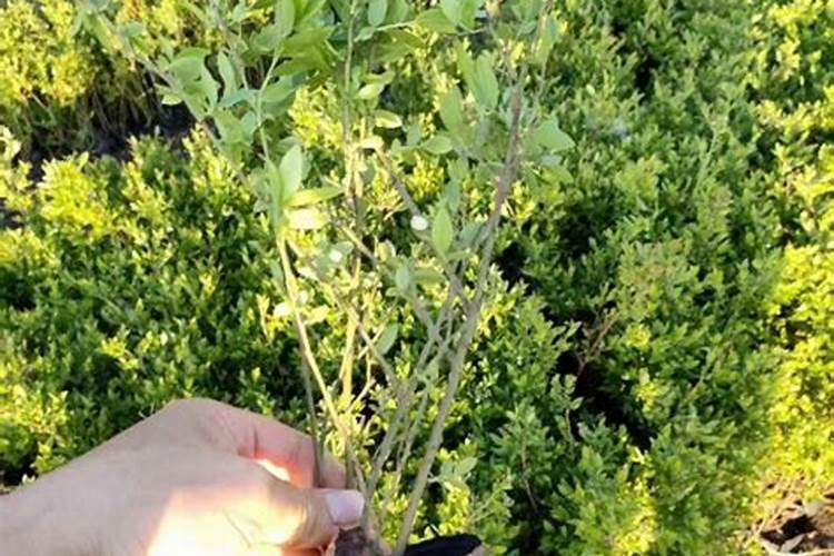 中药材追施冲施肥有效果吗？冲施肥价格多少钱一吨？冲施肥什么时候打好...