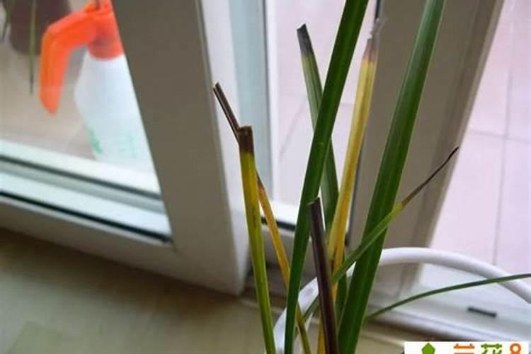 盆栽花卉肥害了,怎么救？