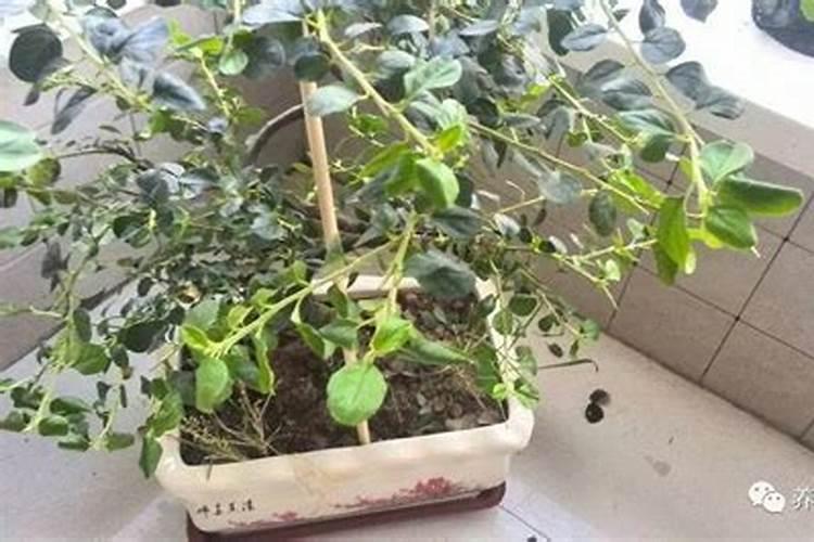 自制钾肥最好方法