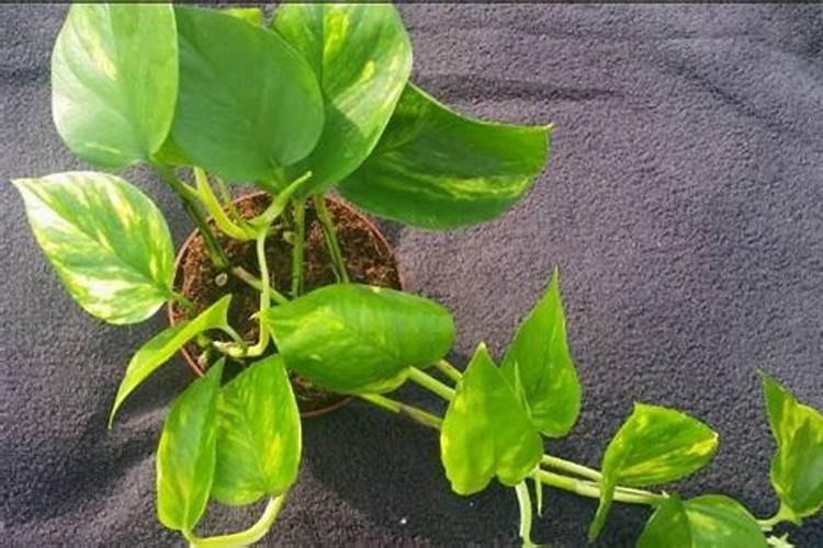 绿萝施肥方法,最好施加氮肥为主的肥料