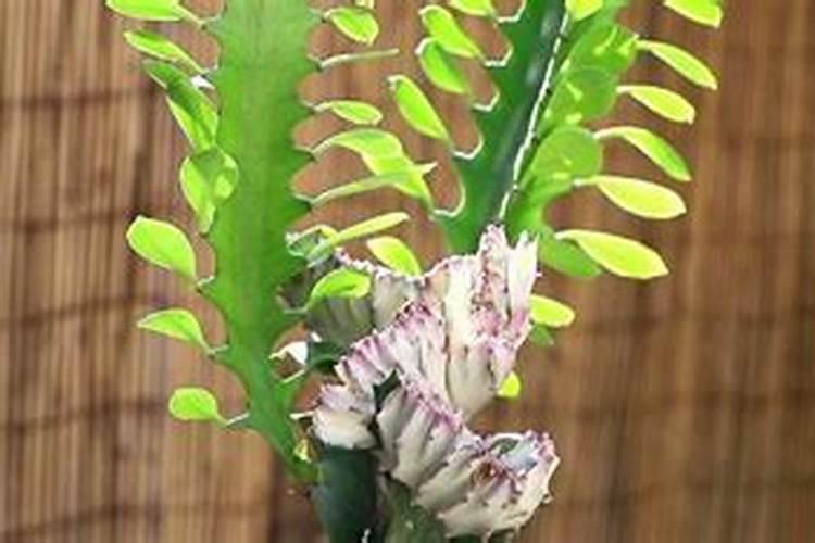 湖南最大草皮合作社