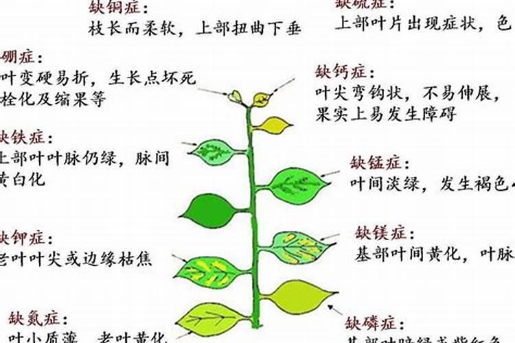 植物的生长需要哪些营养成分