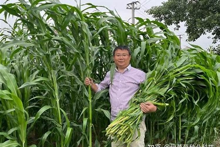 种植高粱用什么化肥