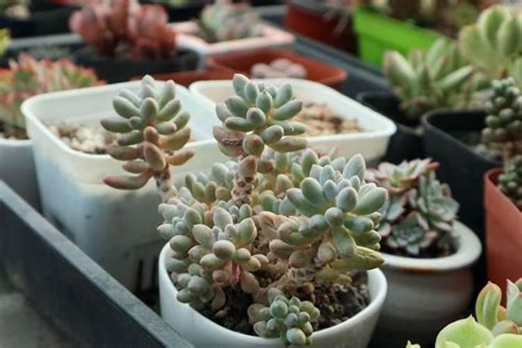 多肉植物用什么肥料比较好