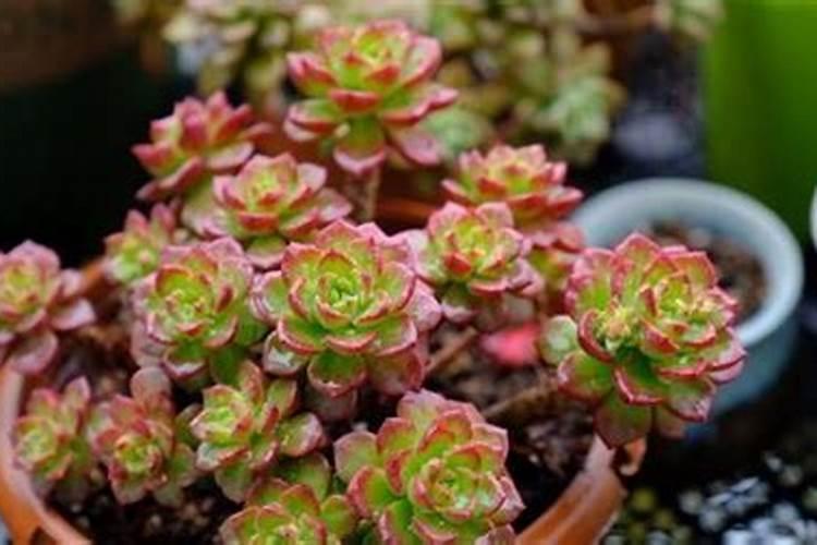多肉植物施什么肥最好？