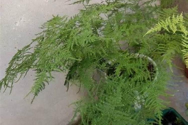 文竹浇什么肥料最好