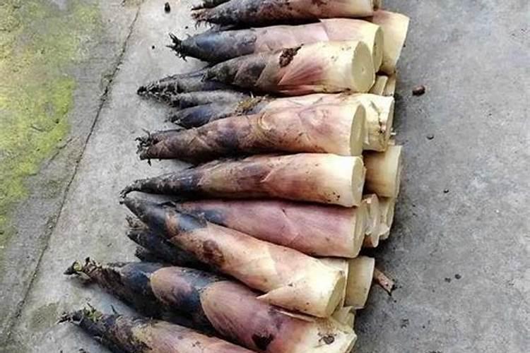 长得最快的植物是