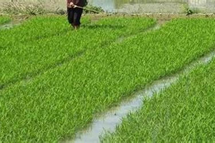 谷子的产量想要变高,有哪些小妙招？