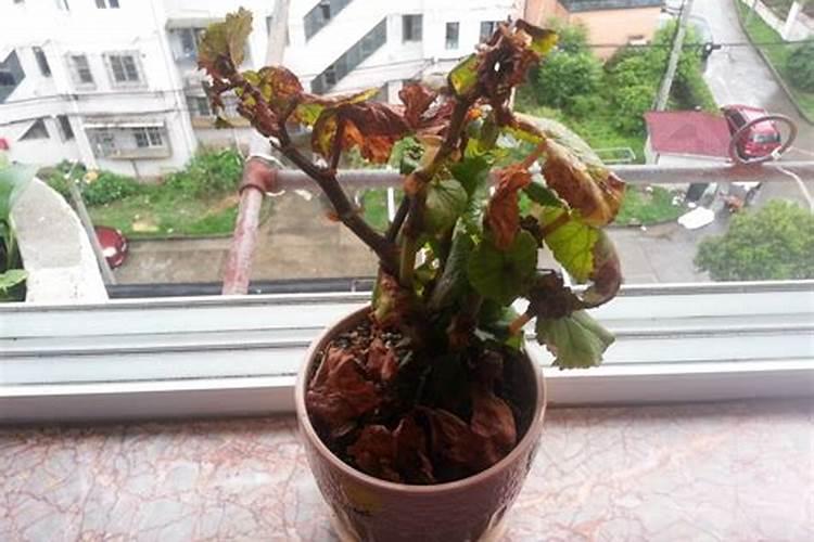 怎样给海棠施氮肥 得注意什么
