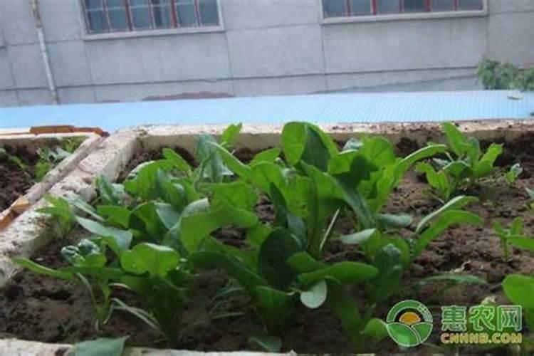 种菜怎么施肥