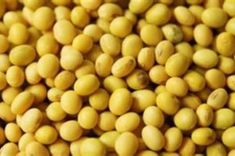 大豆施肥可以使用复合肥吗 注意事项有哪些