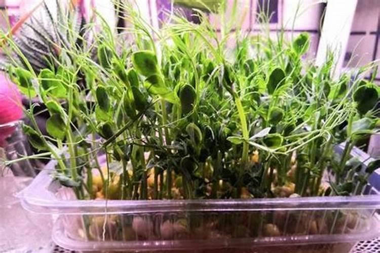碗豆苗用什么肥料