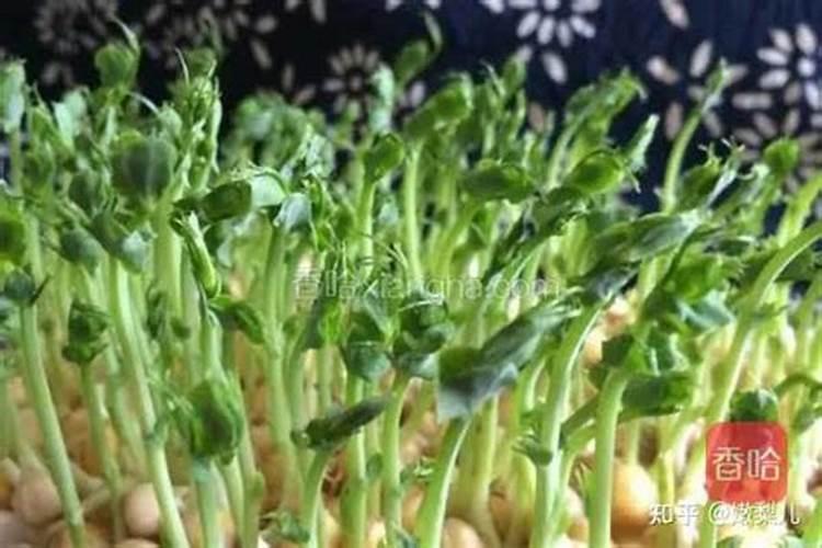 豌豆苗施什么肥料长得快长壮