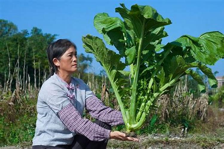 芥菜菌核病是细菌性疾病,芥菜菌核病症状是什么？