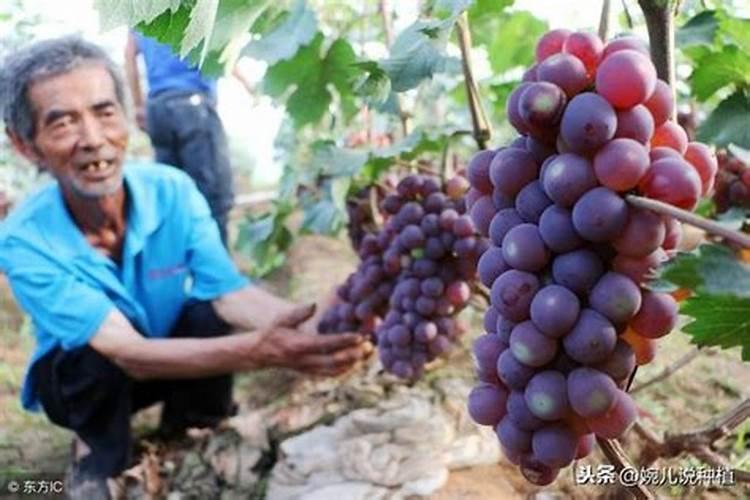 什么时候给杜鹃花喷施叶面肥比较合适