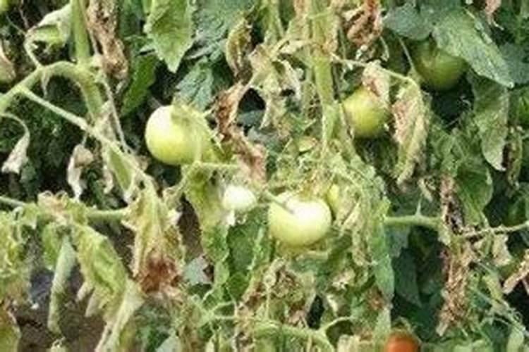 番茄施肥时间和方法