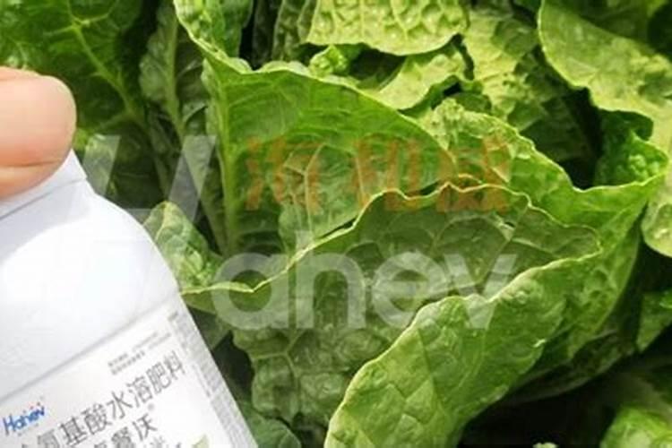 种白菜用什么肥料最好