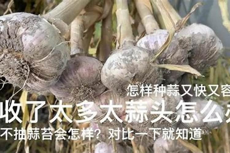 撒过磷肥可以立即种大蒜吗
