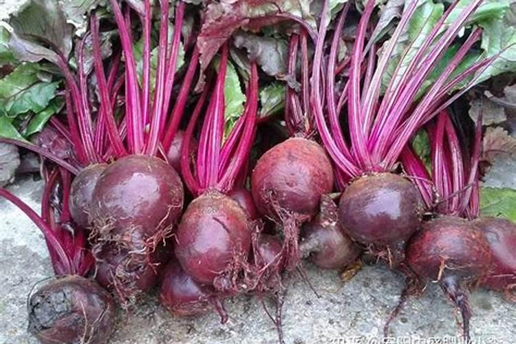 甜菜施肥用什么肥料