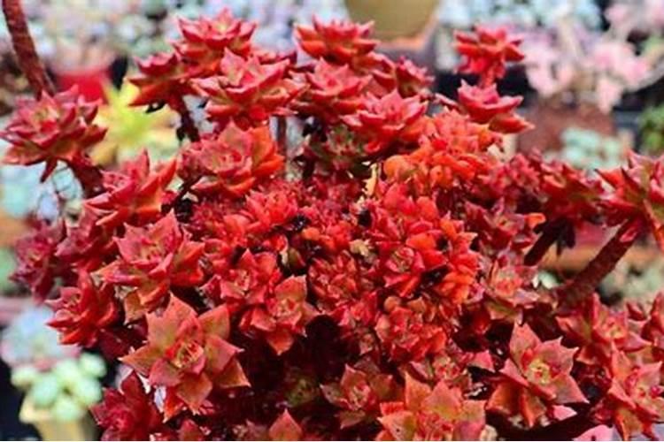 多肉植物可以施氮肥吗 多肉植物能施氮肥吗