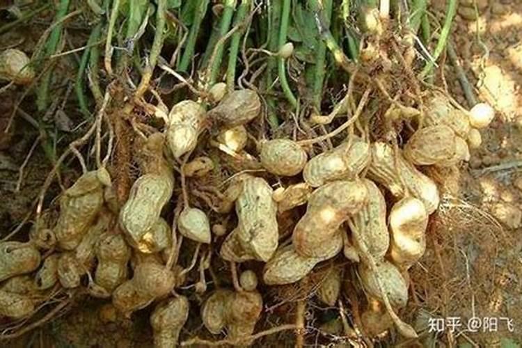 花生对于肥料的需求有哪些,哪种叶面肥可促花生高产