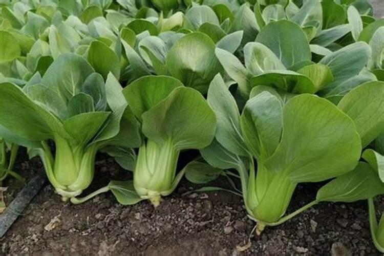 上海青菜用什么肥料好尤其夏天烂挨地的部分怎么治
