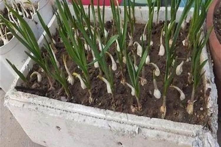 种蒜什么时间上肥料