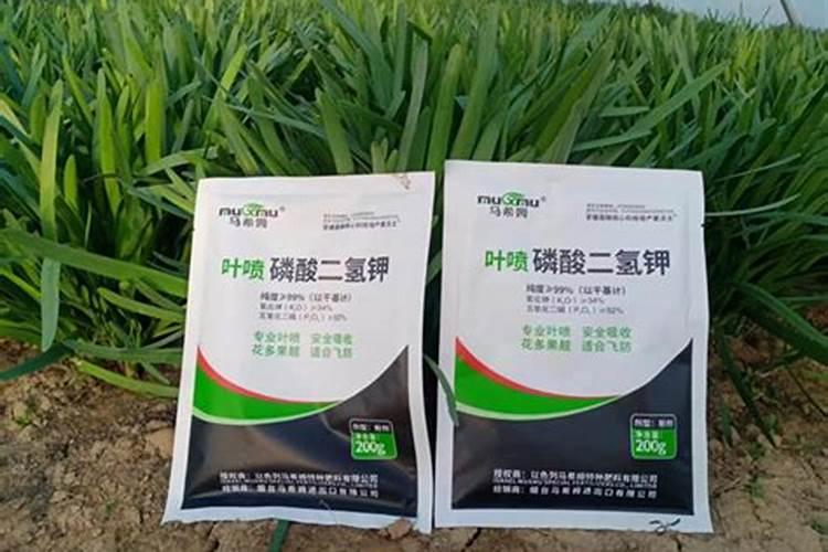 喷什么叶面肥能让韭菜变黑变绿