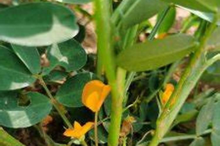 花生开花期施什么肥料