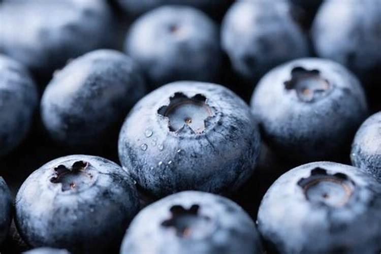 蓝莓盆栽的种植技巧及养护注意事项详解