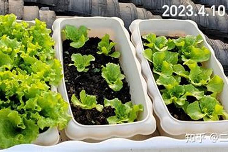 枇杷膏怎么食用