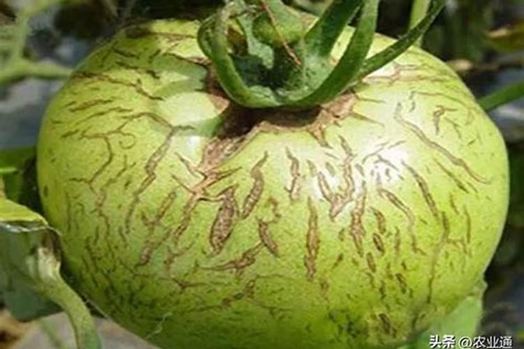喷了硼肥的果子能吃吗？