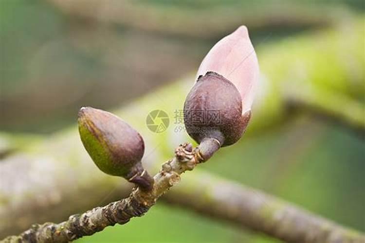 棉花怎么使用叶面肥 棉花施肥方法介绍