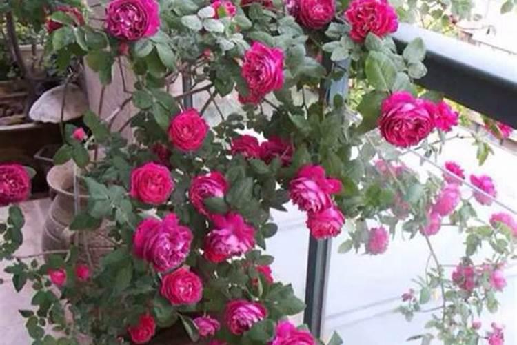 多菌灵可以浇月季花吗