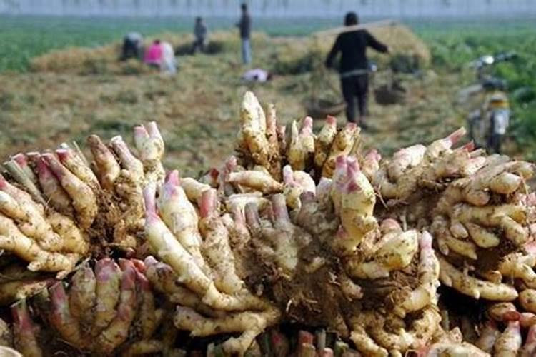 大姜膨果期用什么肥料好？