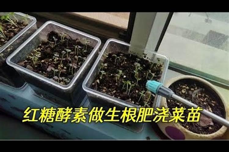 快速生根法怎么用于种子