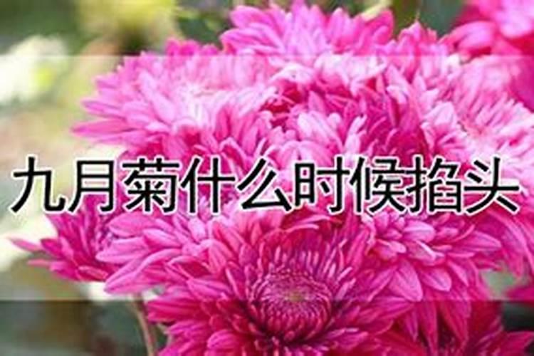 菊花有花蕾时能用磷酸二氢钾喷叶面肥吗