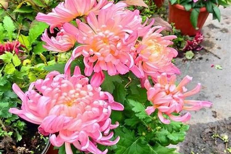盆栽菊花什么时候施肥？