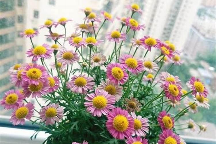 如何养菊花又矮又壮