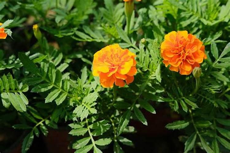 私家花园能种植万寿菊吗？